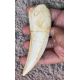 Smilodon fatalis WV Saber Tooth Cat Canine