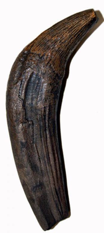 Zygorhiza, early whale canine tooth