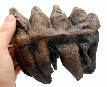 Mammut americanium, Mastodon tooth described by Thomas Jefferson