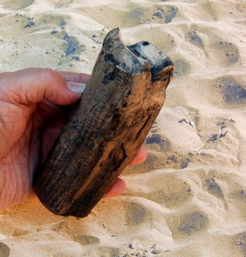 Eremotherium mirabile, (Megatherium) giant ground sloth tooth