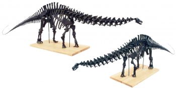 Apatosaurus, skeleton model