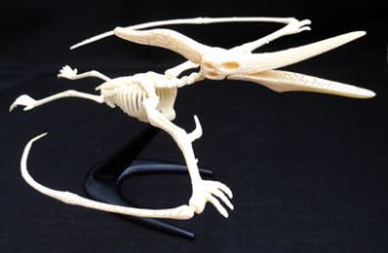 PteranodonTest-Tube Skeleton 11 Piece Kit