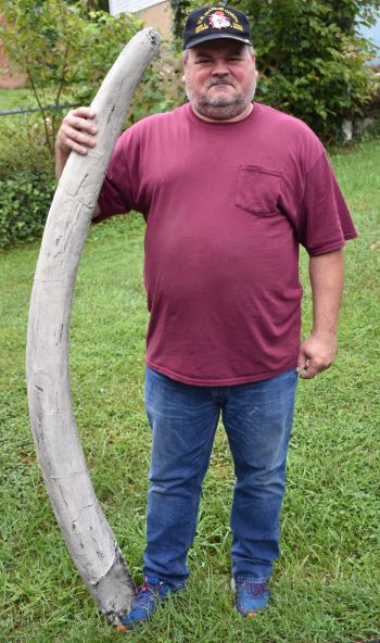 Mastodon Tusk, Mammut americanium