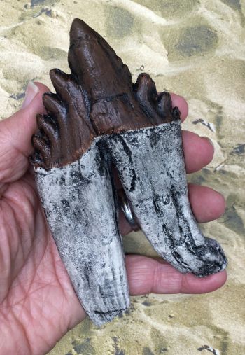 Basilosaurus,  early whale tooth molar