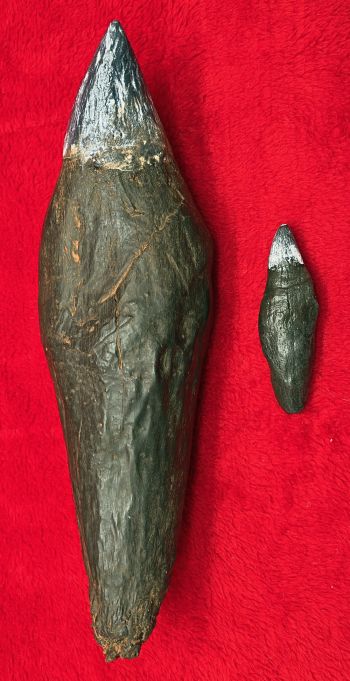 Livyatan melvillei Sperm Whale Tooth, adult & baby