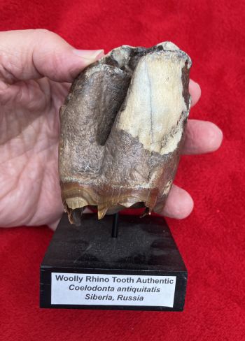 Fine Authentic Woolly Rhino Tooth Crown (Coelodonta antiquitatis), Siberia