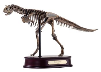 Carnotaurus Skeleton ONLY 2 AVAILABLE