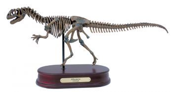 Allosaurus Skeleton LAST ONE