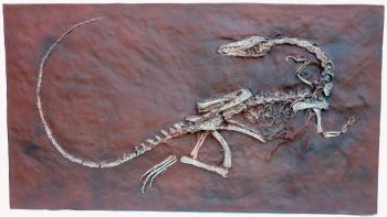 Coelophysis, skeleton