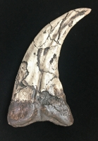 Utahraptor claw,  reconstruction