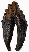 Zygorhiza, early whale tooth molar