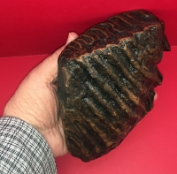 Dwarf Mammoth Tooth, Mammuthus exilis,on stand