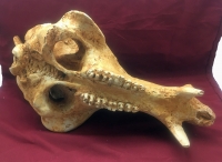 Platygonus vetus, skull (Peccary)