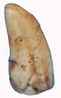 Tyrannosaurus rex, (Baby-Hatchling Tooth)