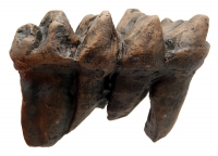 Mammut americanium, Mastodon tooth described by Thomas Jefferson