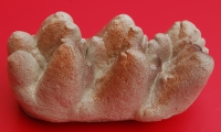 Platybelodon danovi, tooth