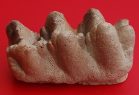 Platybelodon danovi, tooth