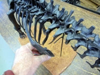 Apatosaurus, skeleton model