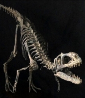 Suskityrannus hazelaeskeleton skeleton