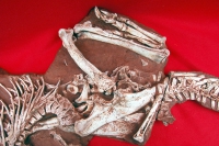 Conchoraptor gracilis, adult skeleton in matrix