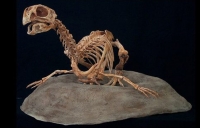 Conchoraptor gracilis, 3D juvenile skeleton on nest