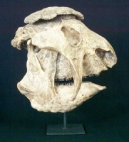 Panocthus tuberculatus, Glyptodont skull