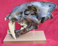 Smilodon fatalis, sabertooth cat skull