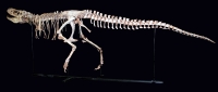 Tarbosaurus bataar, juvenile skeleton replica rental