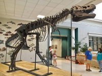 Tinker the Juvenile Tyrannosaurus rex skeleton replica, juvenile