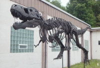 Tinker the Juvenile Tyrannosaurus rex skeleton replica, juvenile