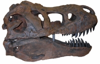 Tinker the Juvenile Tyrannosaurus rex skeleton replica, juvenile