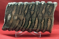 Mammoth Tooth, slice cut & polished