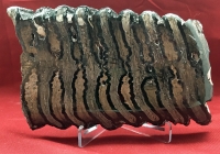 Mammoth Tooth, slice cut & polished