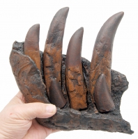 Tyrannosaurus rex Tooth Progression, from the juvenile Tinker