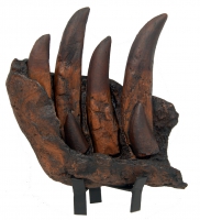 Tyrannosaurus rex Tooth Progression, from the juvenile Tinker