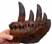 Tyrannosaurus rex Tooth Progression, from the juvenile Tinker