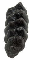 Mammut americanium, Giant Mastodon tooth