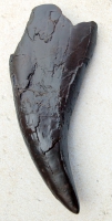 Tyrannosaurus rex, (Monty) tooth with flattened root