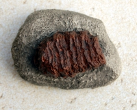 Prenatal Mammoth Tooth In Matrix