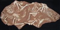 Conchoraptor gracilis (Oviraptorid) In Situ Block of Specimens