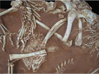 Conchoraptor gracilis (Oviraptorid) In Situ Block of Specimens