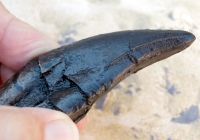 Tyrannosaurus rex, juvenile tooth with root