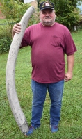 Mastodon Tusk, Mammut americanium