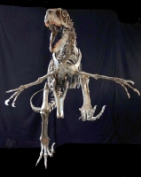 Utahraptor ostrommaysorum, Skeleton