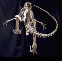 Utahraptor ostrommaysorum, Skeleton