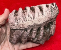 Stegodon airawana Baby 1st Lower Molar