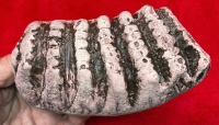 Stegodon airawana Baby 1st Lower Molar