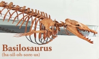 Basilosaurus,  early whale tooth molar