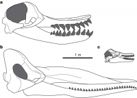 Livyatan melvillei Sperm Whale Tooth, adult