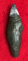 Livyatan melvillei Sperm Whale Tooth, baby